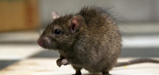 Крыса серая (rattus norvegicus)